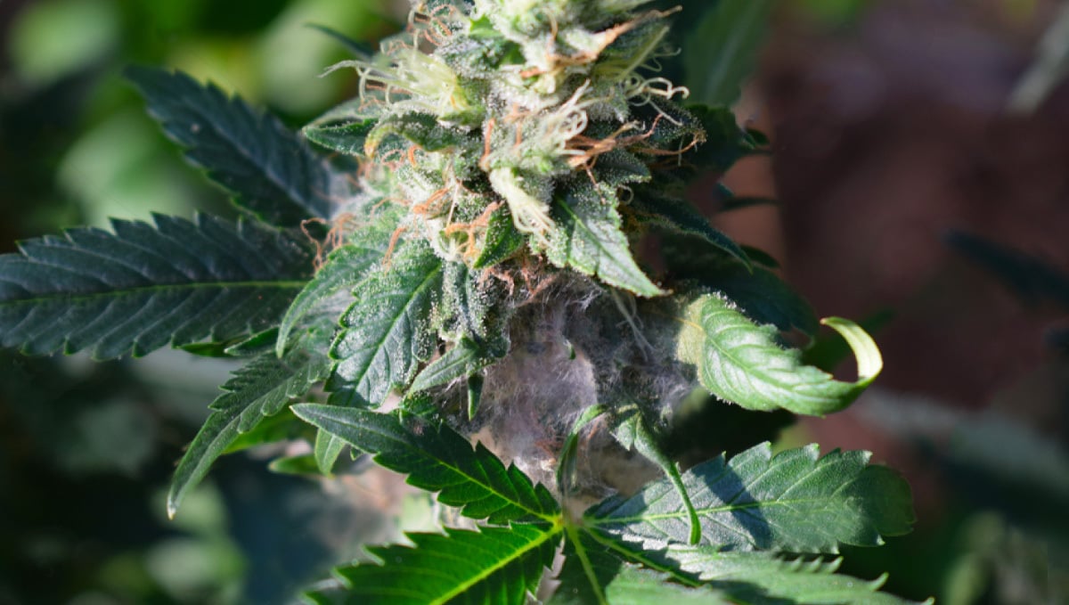 Muffa Nella Cannabis: Tutto Ciò Da Sapere - Semi di Cannabis Autofiorenti  Fast Buds