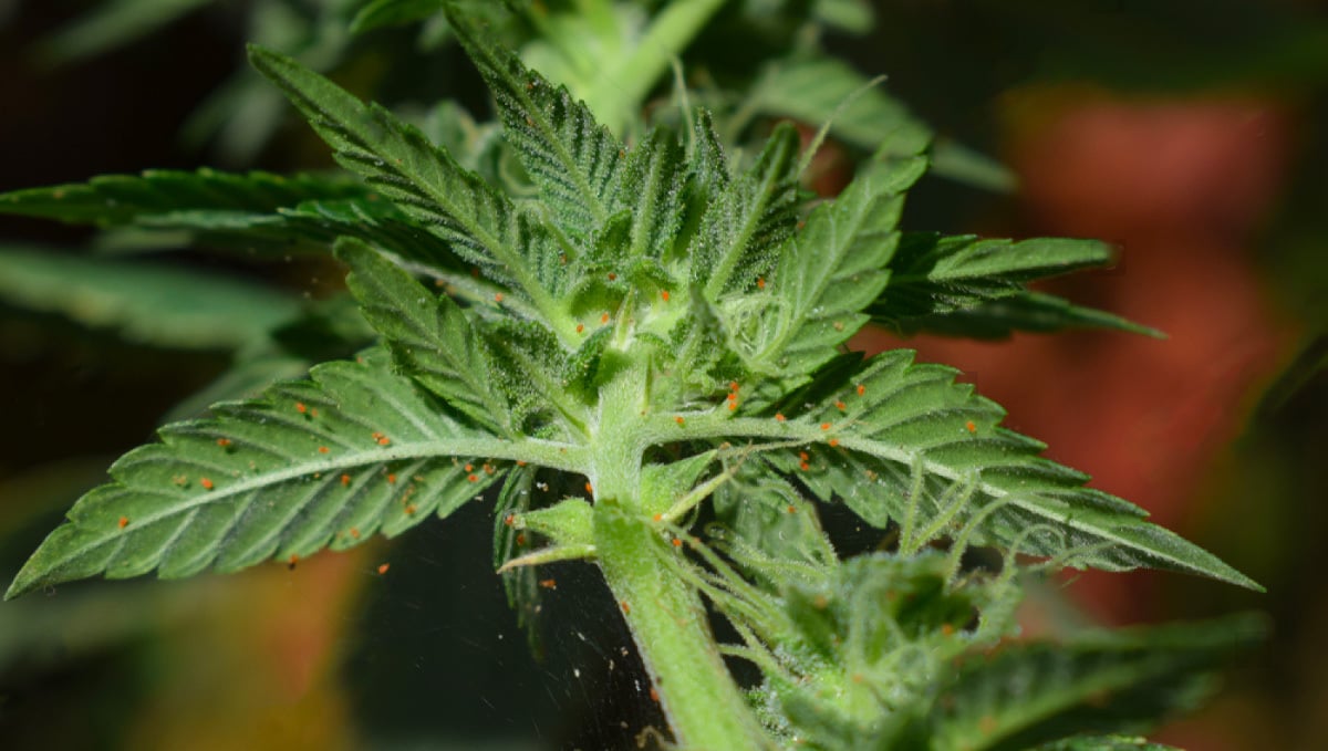 Most Common Pests In Cannabis: Spider mites infestation