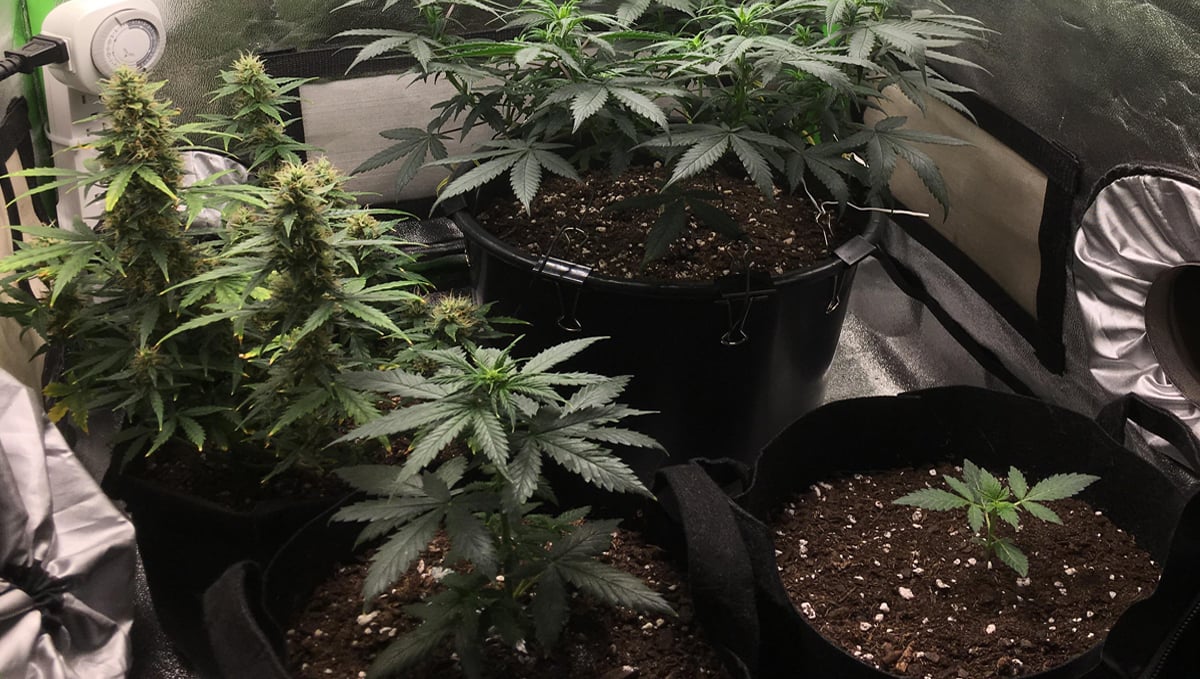 How To Maintain A Perpetual Harvest: perpetual harvesting autos