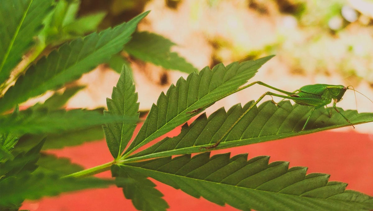 Zkontrolujte, zda na rostlinách konopí nejsou viditelné známky výskytu kobylky.