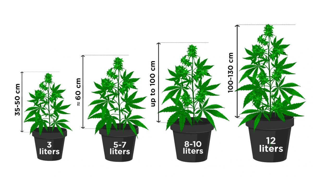 10 Common Myths About Autoflowering Cannabis Plants: Pot size