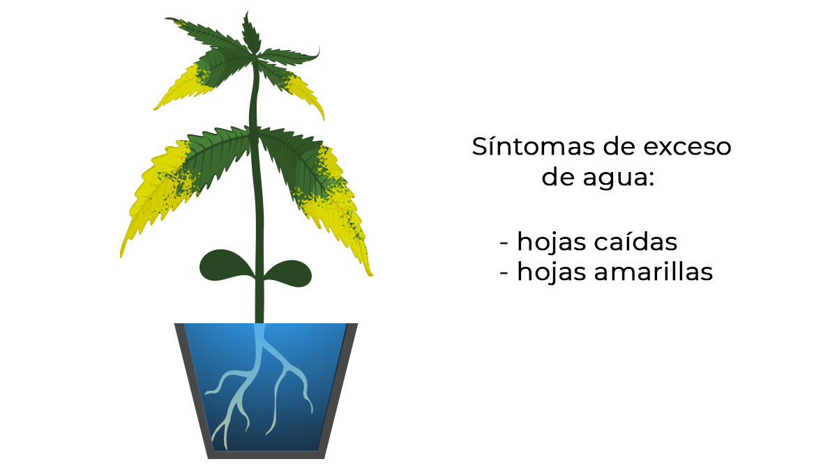  Problemas comunes de las plántulas de cannabis: riego excesivo