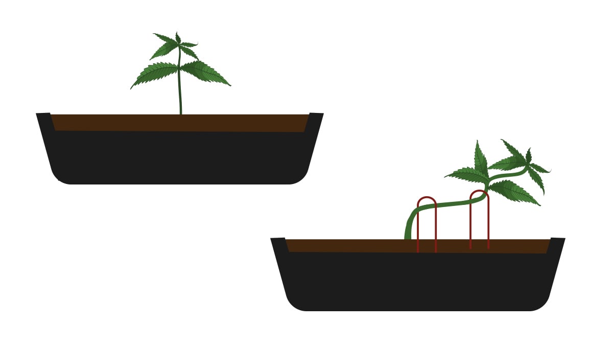 Cannabis Bonsai - How To Grow Weed Bonzai Tree: Step-by-Step Guide