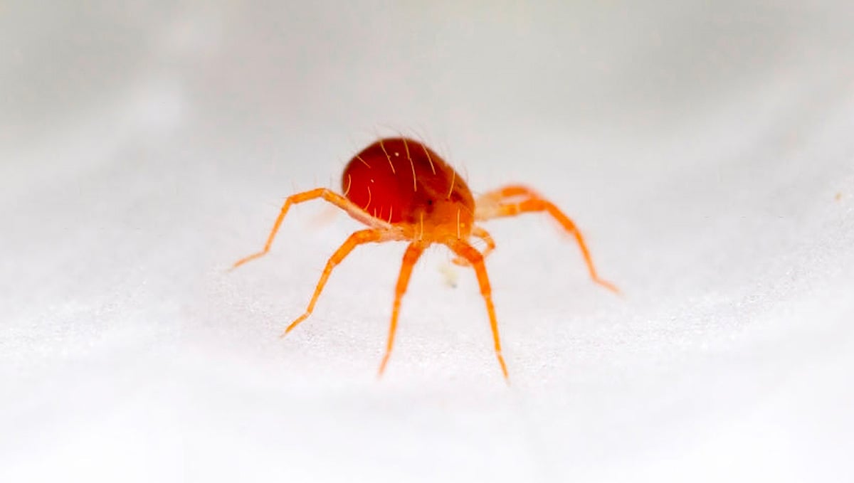 Most Common Pests In Cannabis: Red Spider Mite