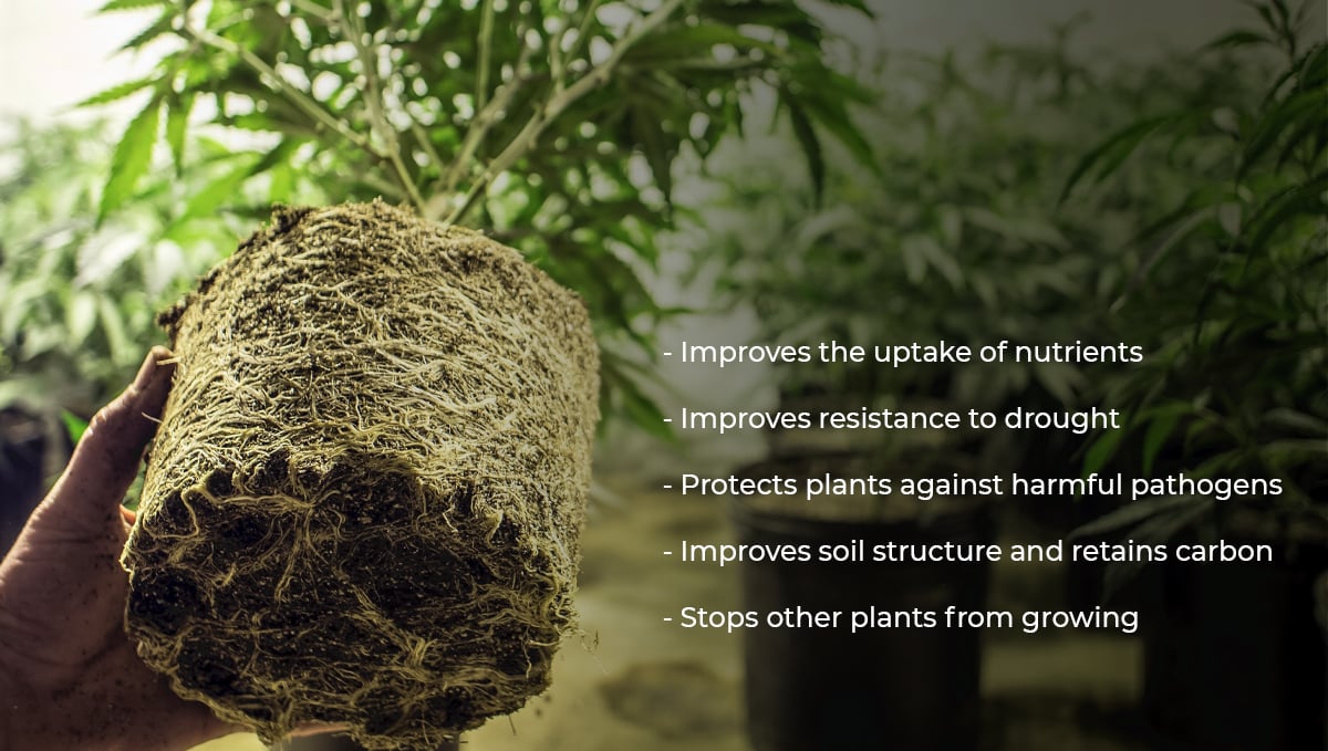 Cannabis and mycorrhizae: benefits