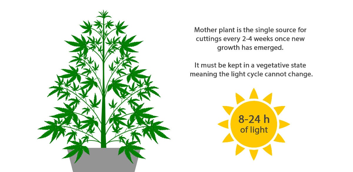 Can You Clone Autoflowering Plants?: What are mother plants