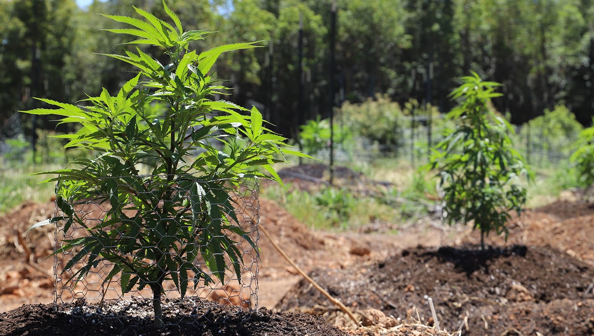 Super soil for cannabis plants: what is super soil