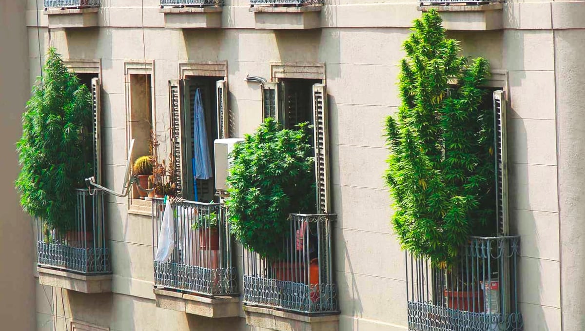 Barcelona, another cannabis hotspot.