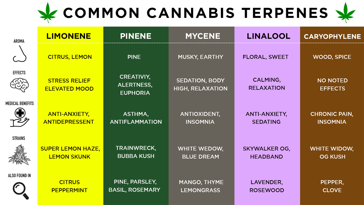 H&auml;ufig vorkommene Terpene