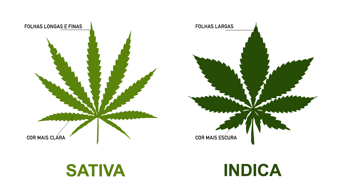 Sativa vs indica: folhas