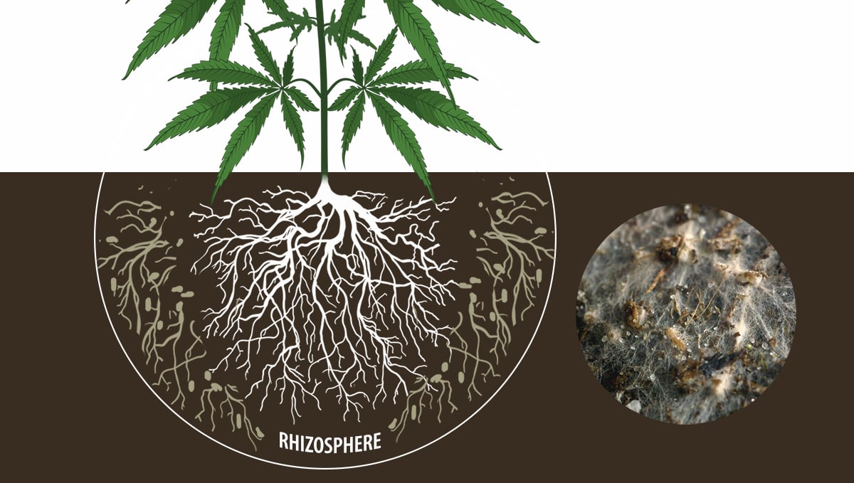 Cannabis and mycorrhizae: ecto mycorrhizae