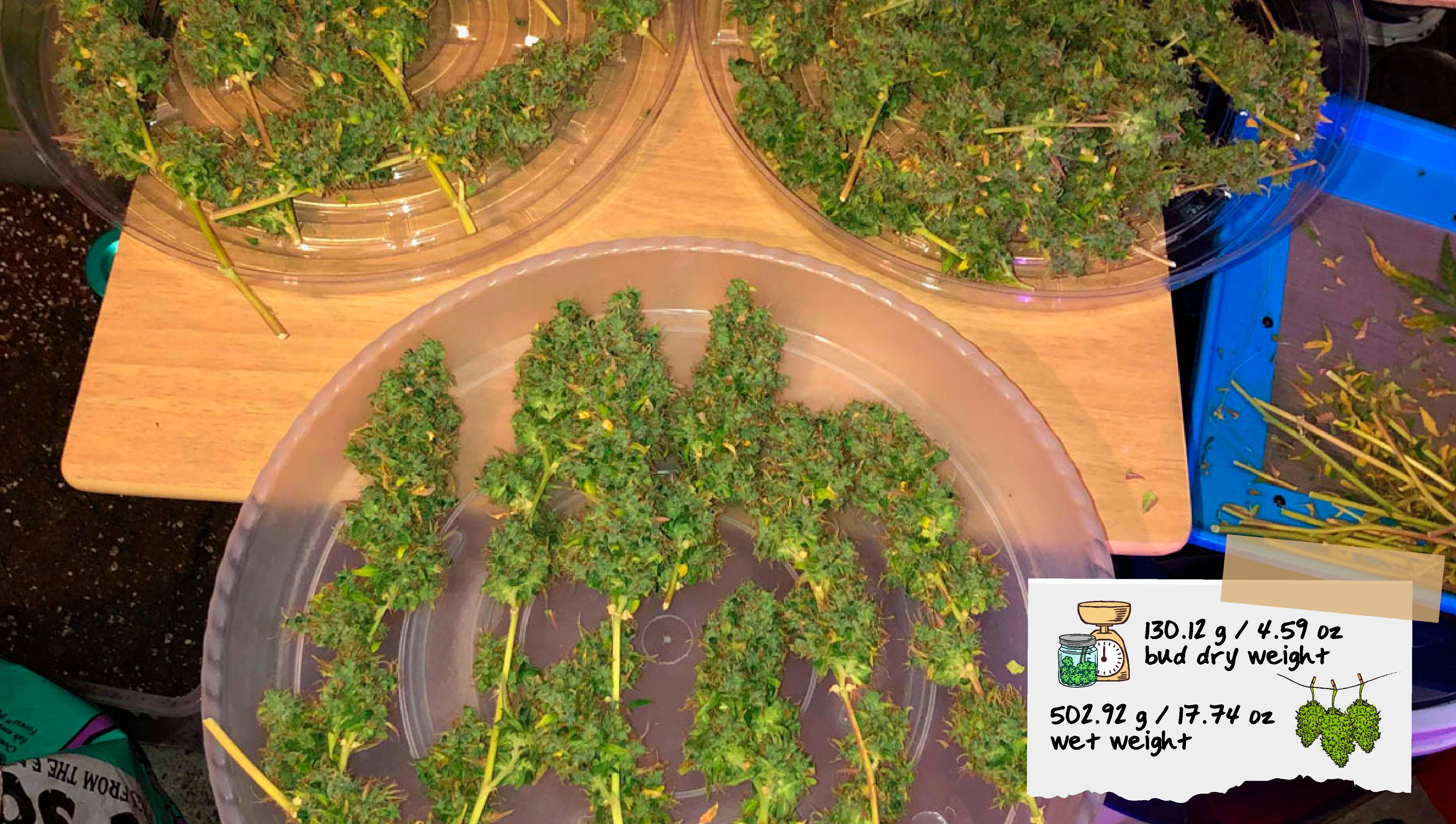 Treigfunky Harvest Treigfunky Harvest