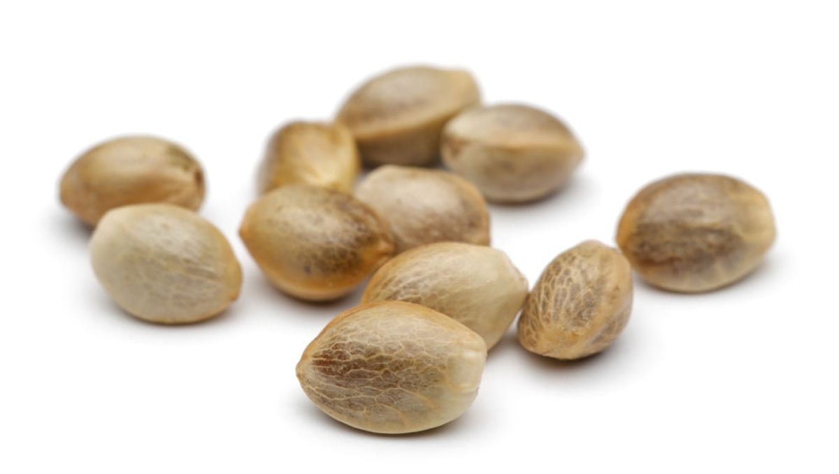 How to preserve cannabis seeds