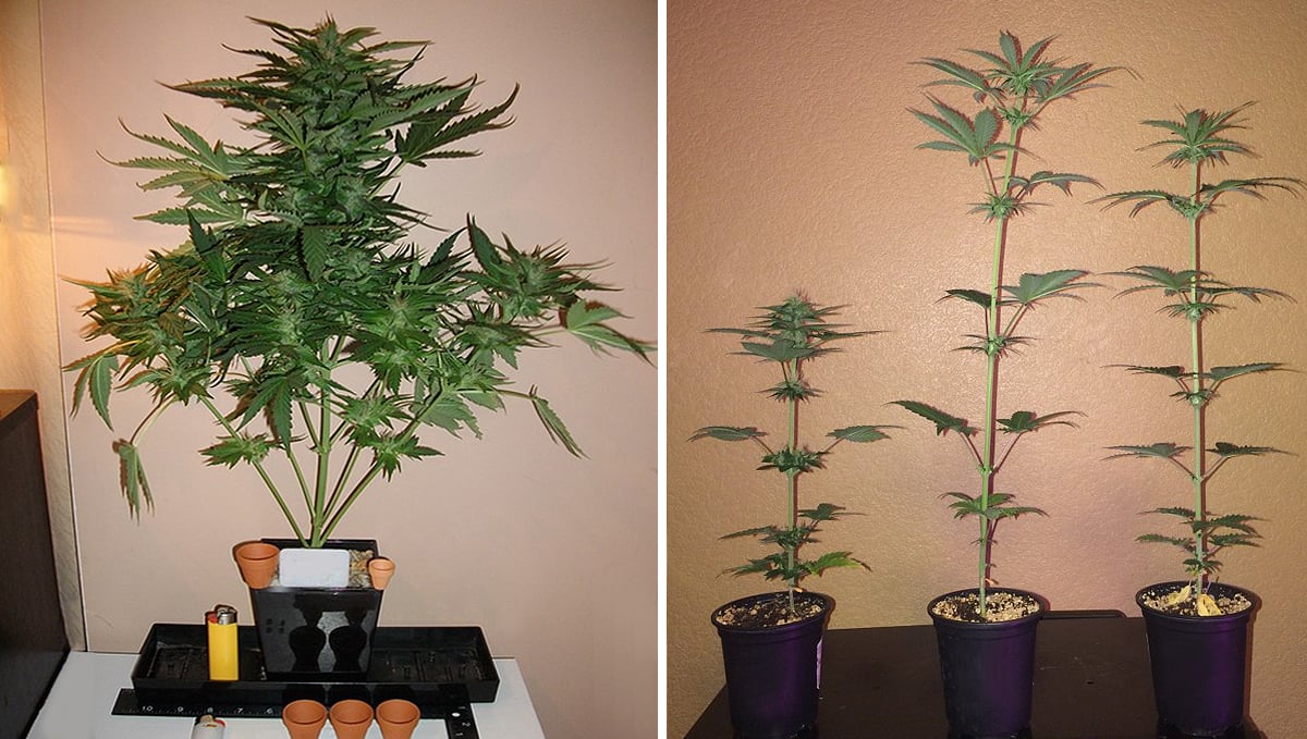  Micro Growing Cannabis: pot size