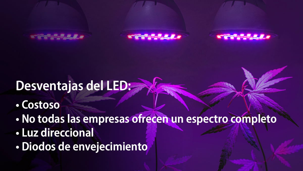 Cultivar autoflorecientes con LED: ventajas
