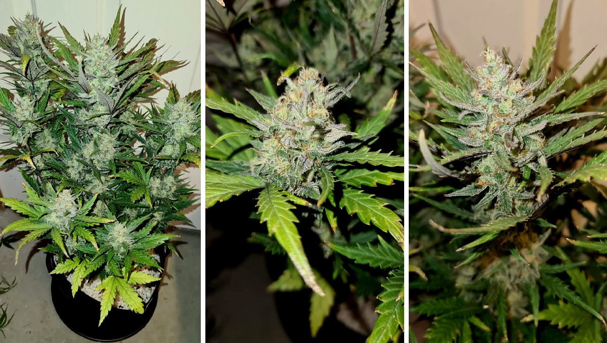 Chemdawg auto guide: week 8