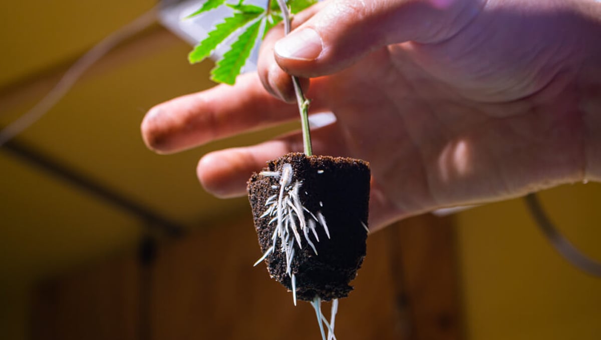 Cannabis and mycorrhizae: how to introduce them
