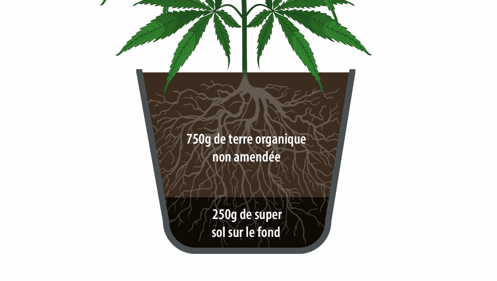 super soil for cannabis plants: how to use super soil
