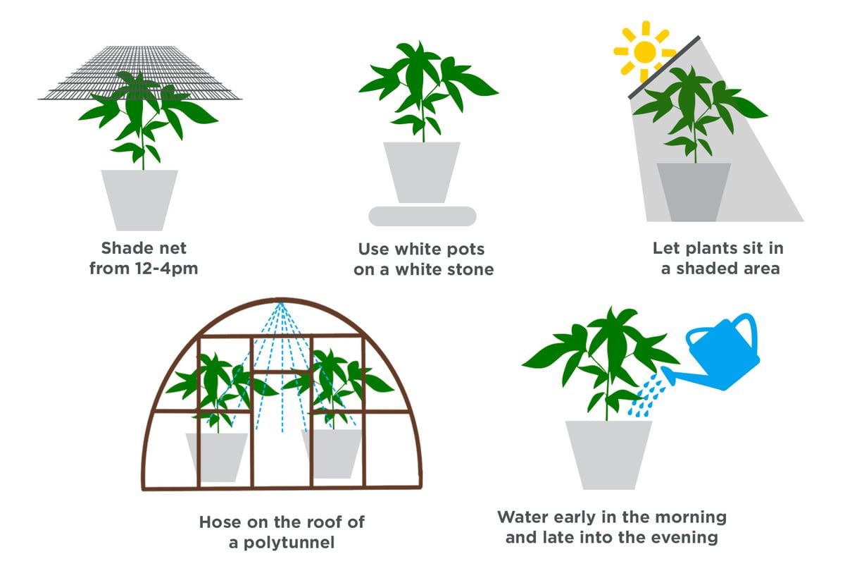 How To Protect Autoflower Strains From Heat Stress: 5 Top Tips