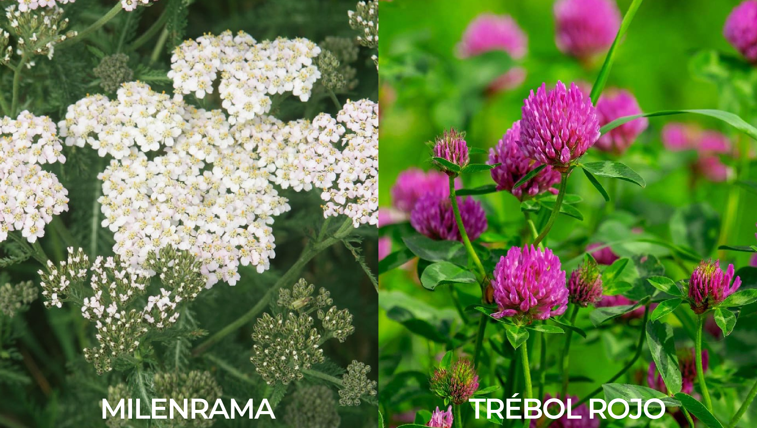 Plantas complementarias para el cannabis: fijadores de nitrógeno Plantas complementarias para el cannabis: fijadores de nitrógeno