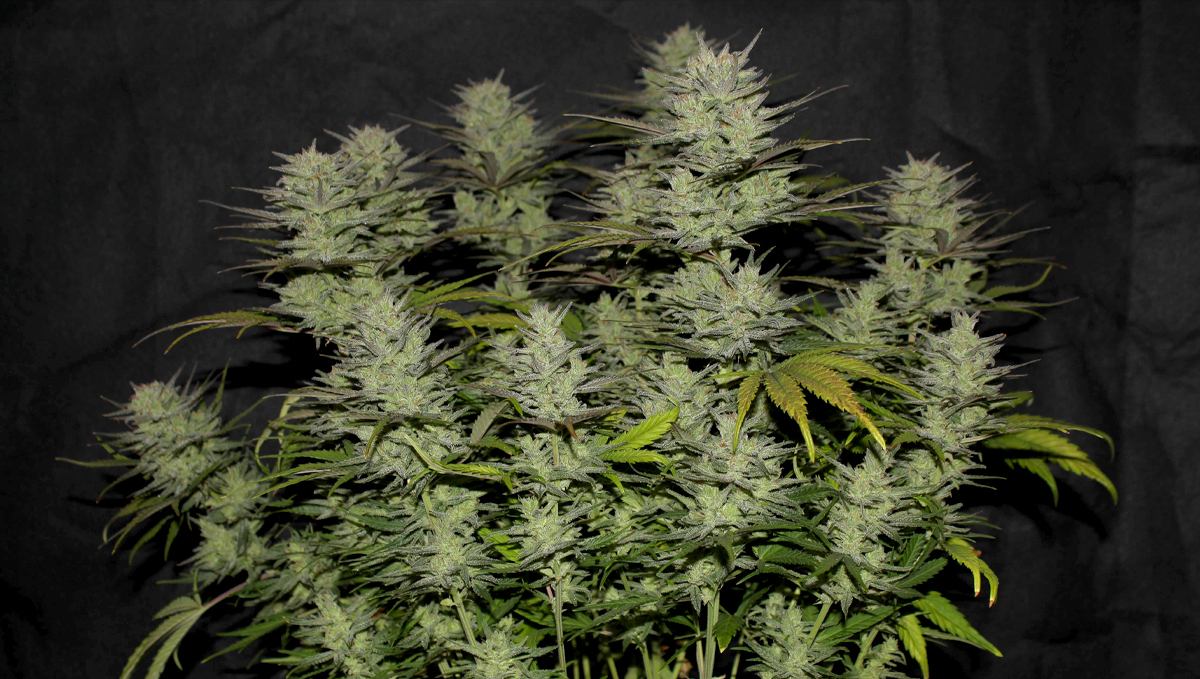 Original Auto Northern Lights