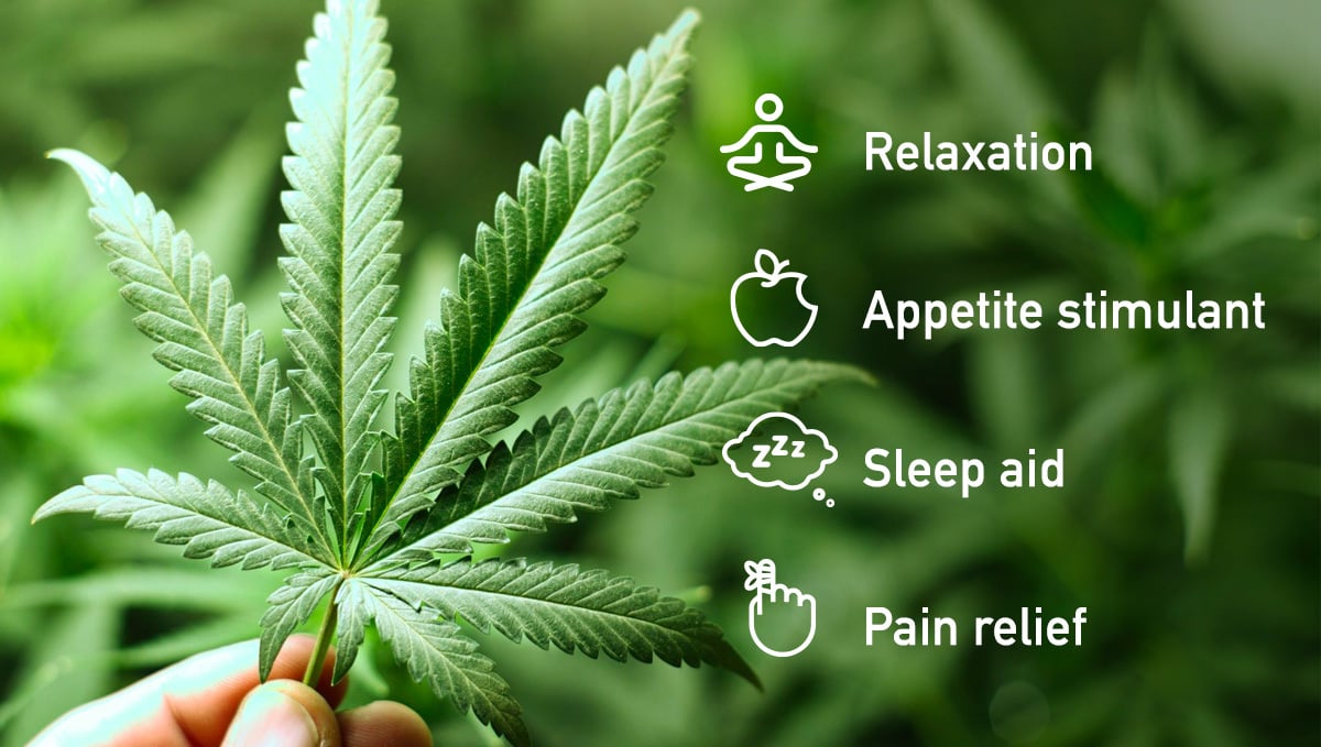 What Is Indica And Its Effects: Indica Cannabis effects