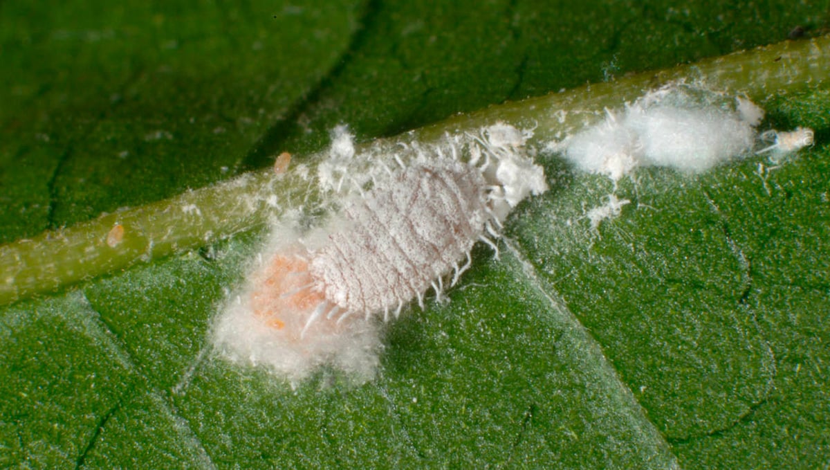Most Common Pests In Cannabis: mealy bigs hiding