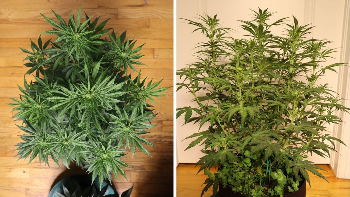 Orange Sherbet Auto Cannabis Strain Week-by-Week Guide: Very branchy cannabis, topview and sideview