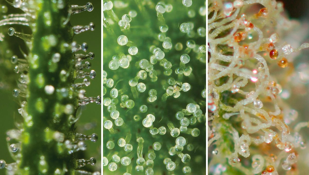 Your Guide To Cannabis Flowering: Different stages of the trichomes