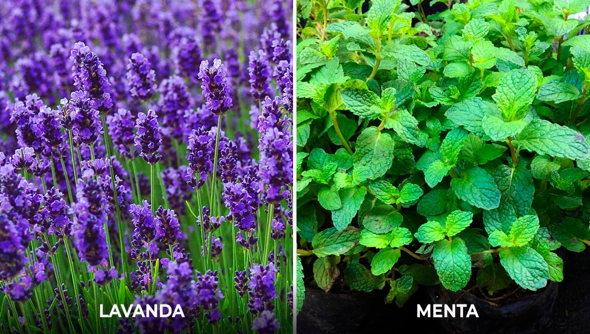 Plantas complementarias para el cannabis: elementos disuasorios Plantas complementarias para el cannabis: elementos disuasorios