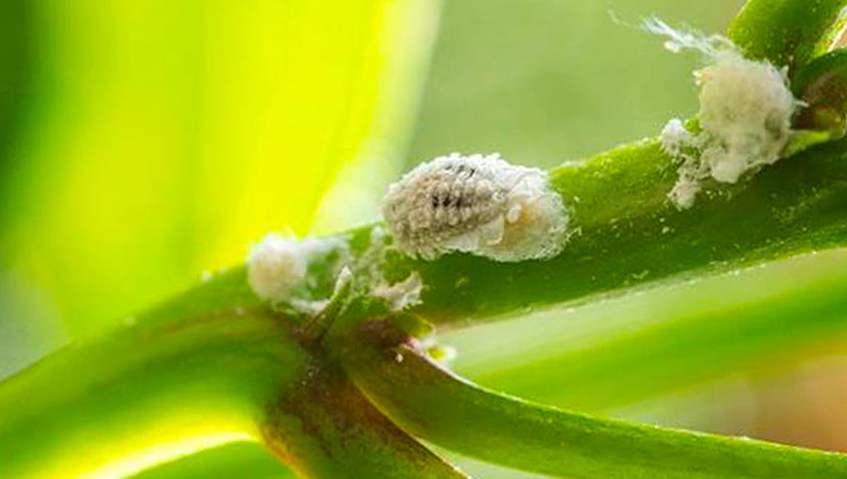Most Common Pests in Cannabis Plants: Mealy Bugs on Cannabis Plant