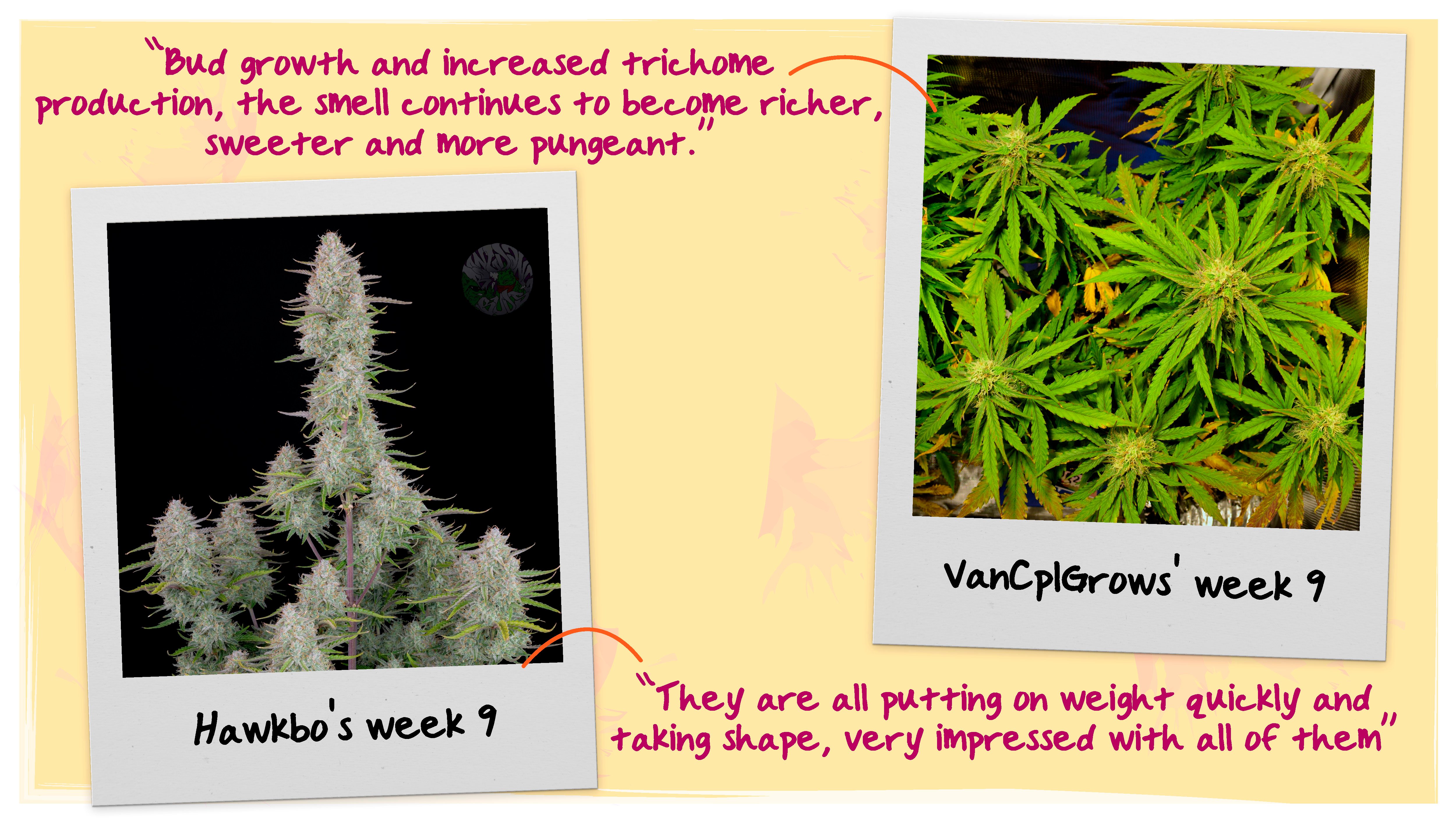 Week 9 Flowering Tops Week 9 Flowering Tops