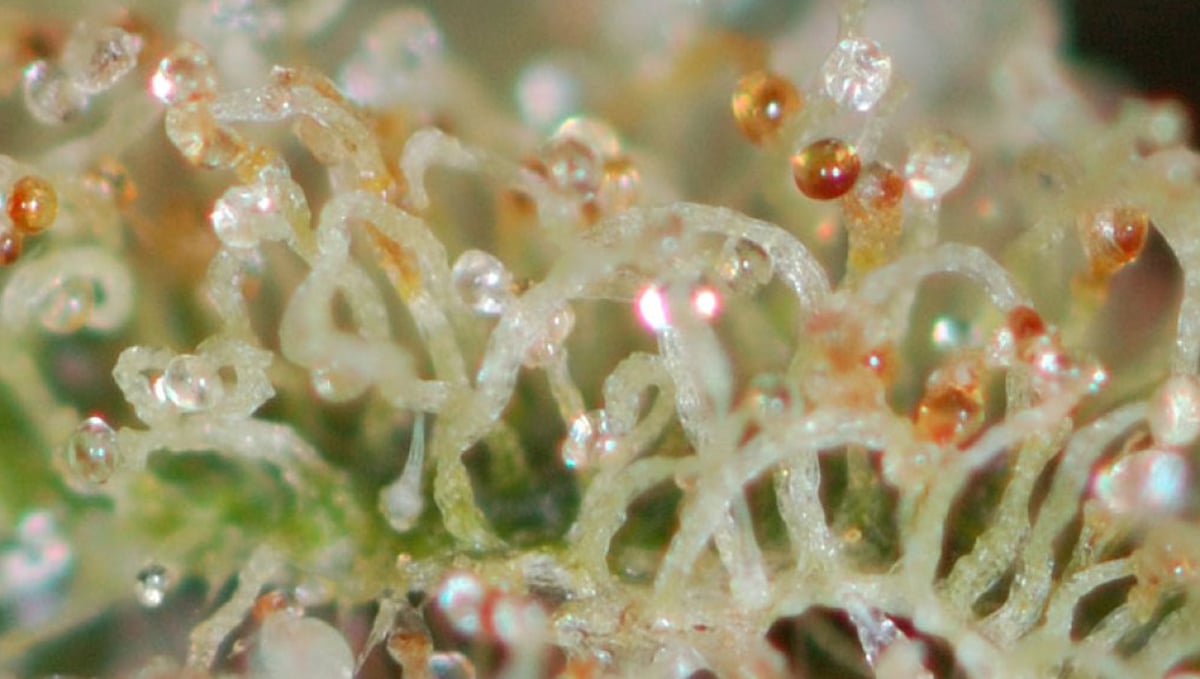 Harvest Your Autoflowering Cannabis: cloudy and amber trichomes