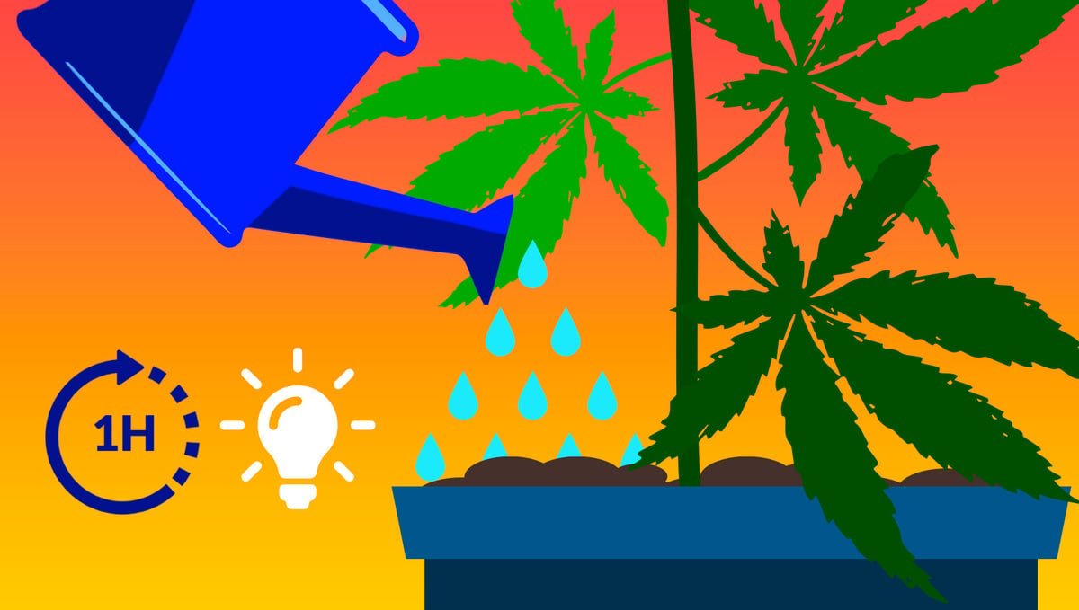 5 Top Tips On Controlling Humidity During The Growing Period: Lights