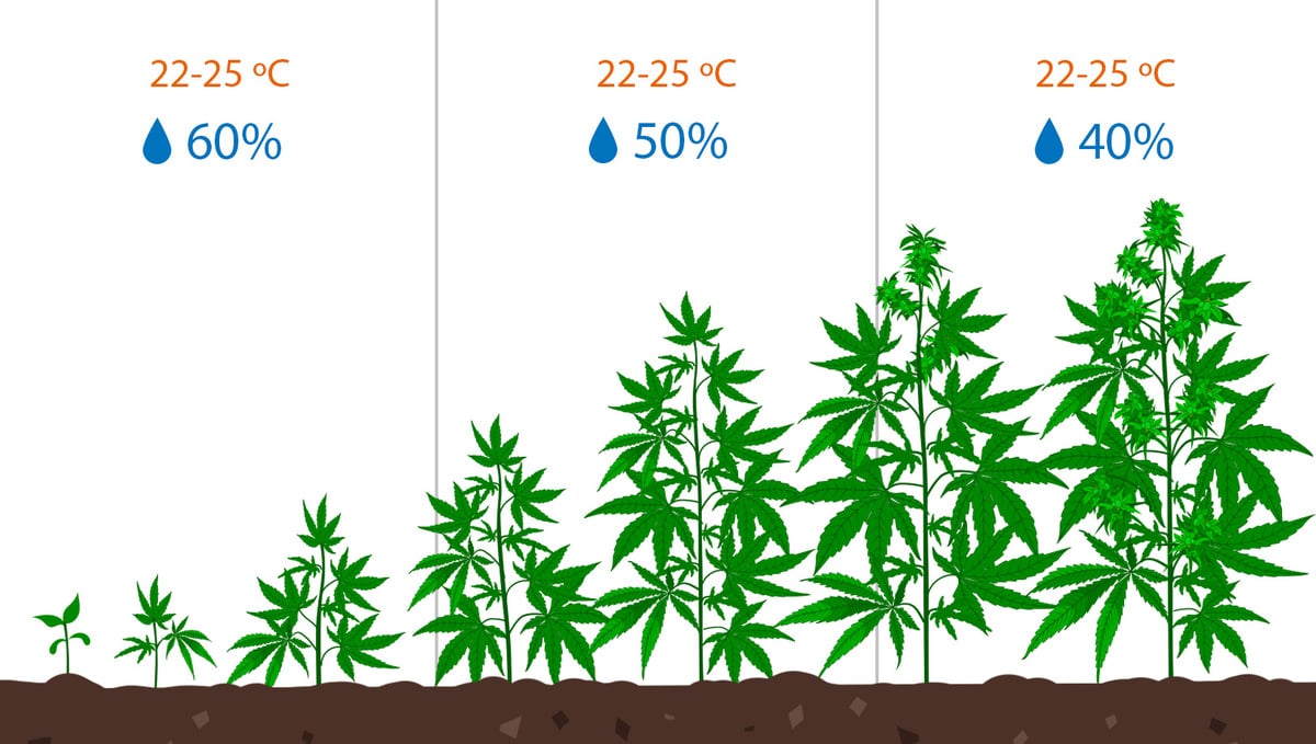 How To Deal With Slow Cannabis Growth: Humidity levels for each growing stage