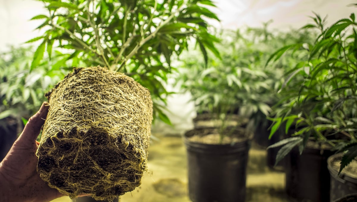 Cannabis Roots: Cannabis Roots During Flowering