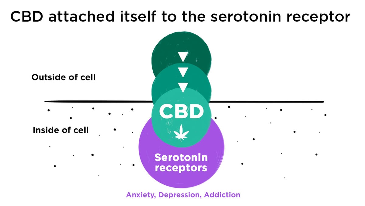 Can Cannabis Treat Depression?: CBD cell effects on Serotonin