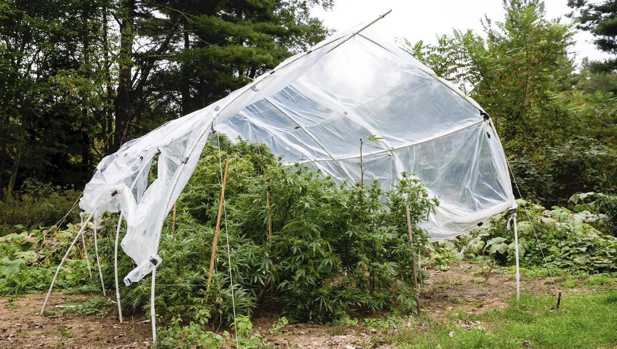 Protect Cannabis Outdoors: greenhouse