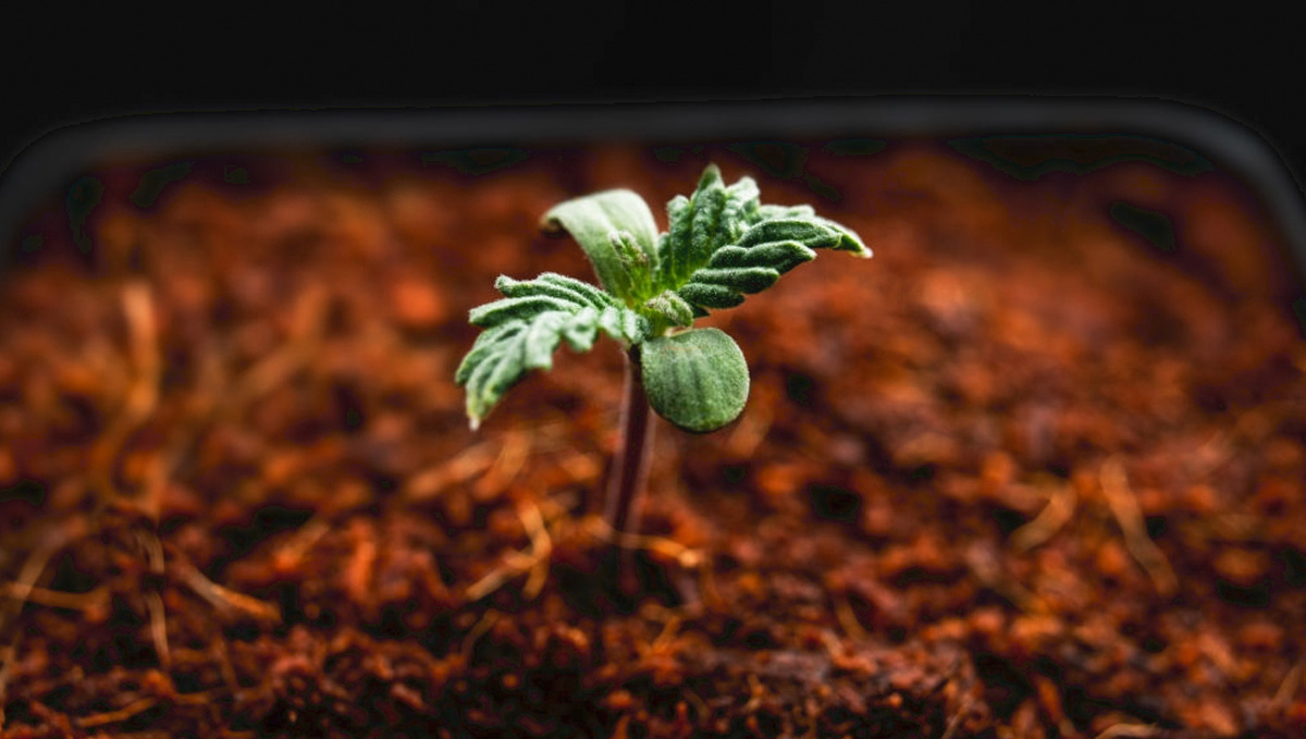 Top crop usage guide: coco fiber