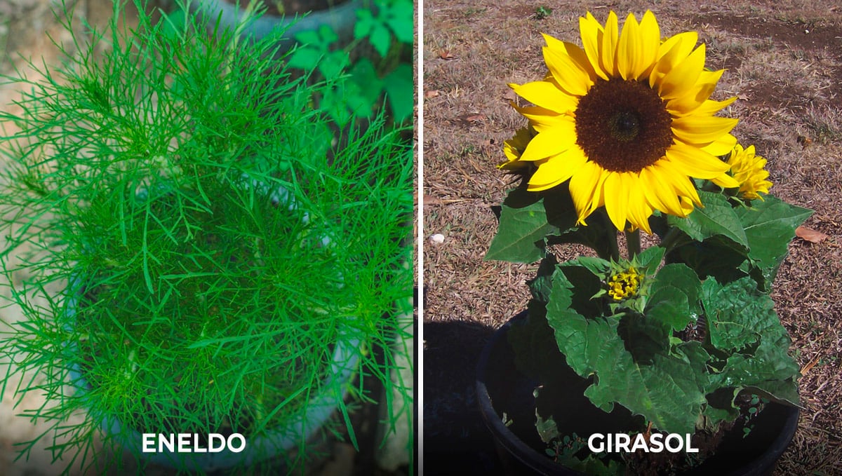 Plantas complementarias para el cannabis: atractores Plantas complementarias para el cannabis: atractores