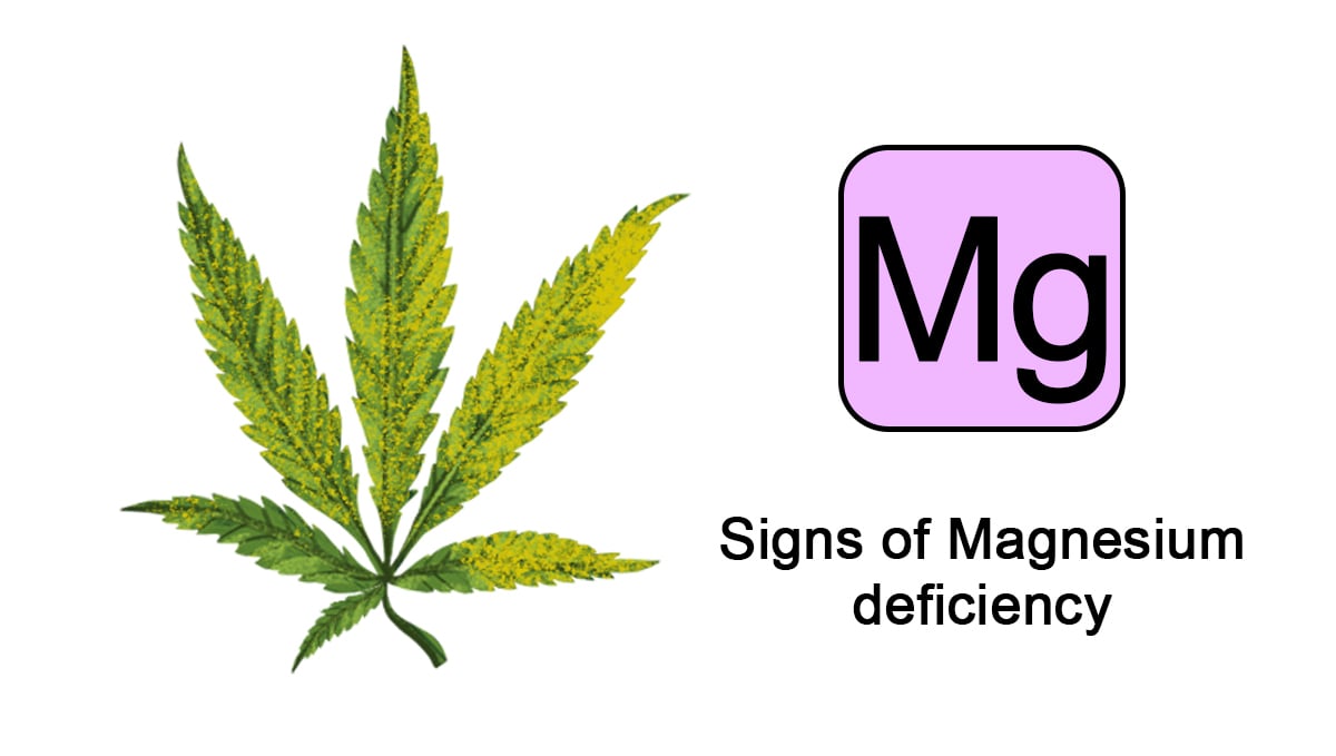 Cannabis nutrient deficiencies: magnesium