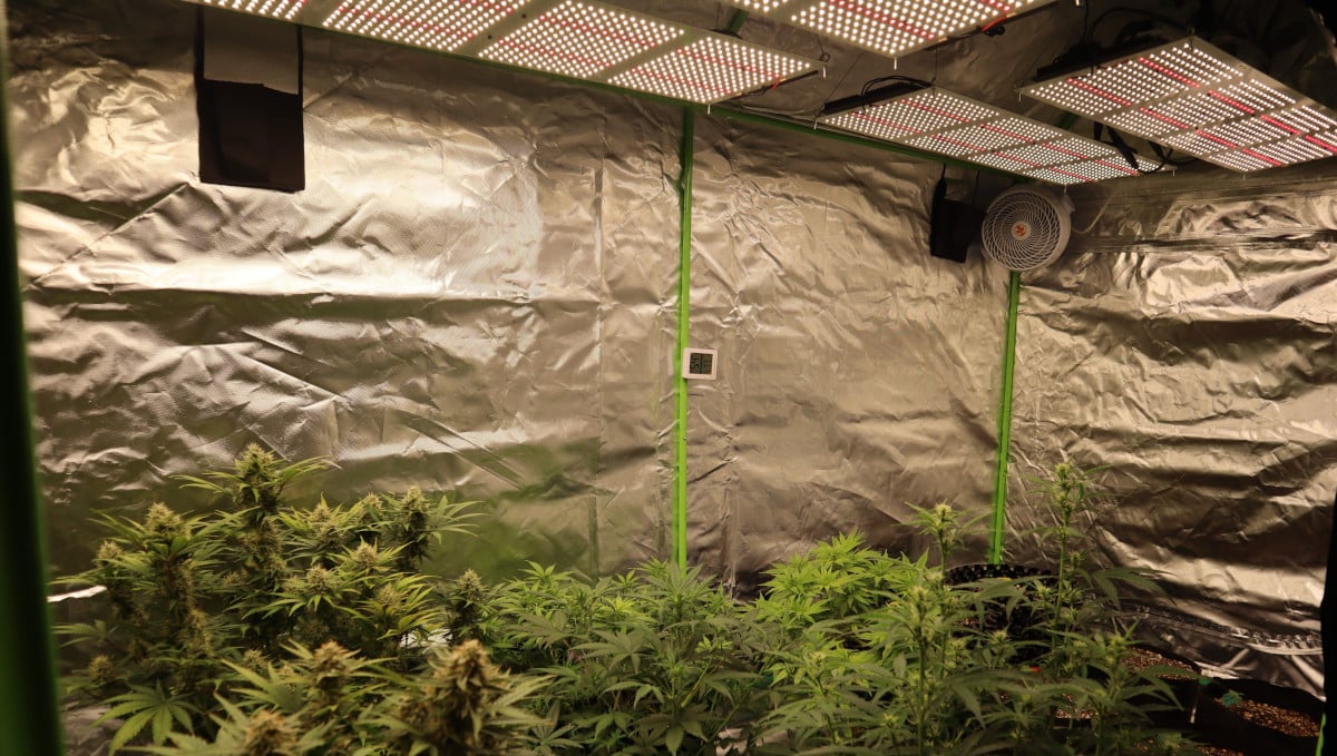 Orange Sherbet Auto Cannabis Strain Week-by-Week Guide: Full spectrum LED quantum boards in a tent