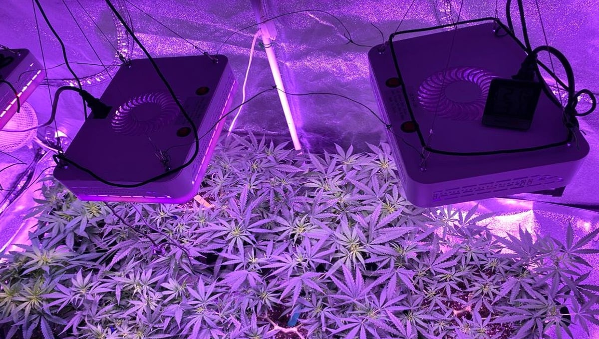 Indoor lights for Cannabis grow: LED Lights in Grow Tent