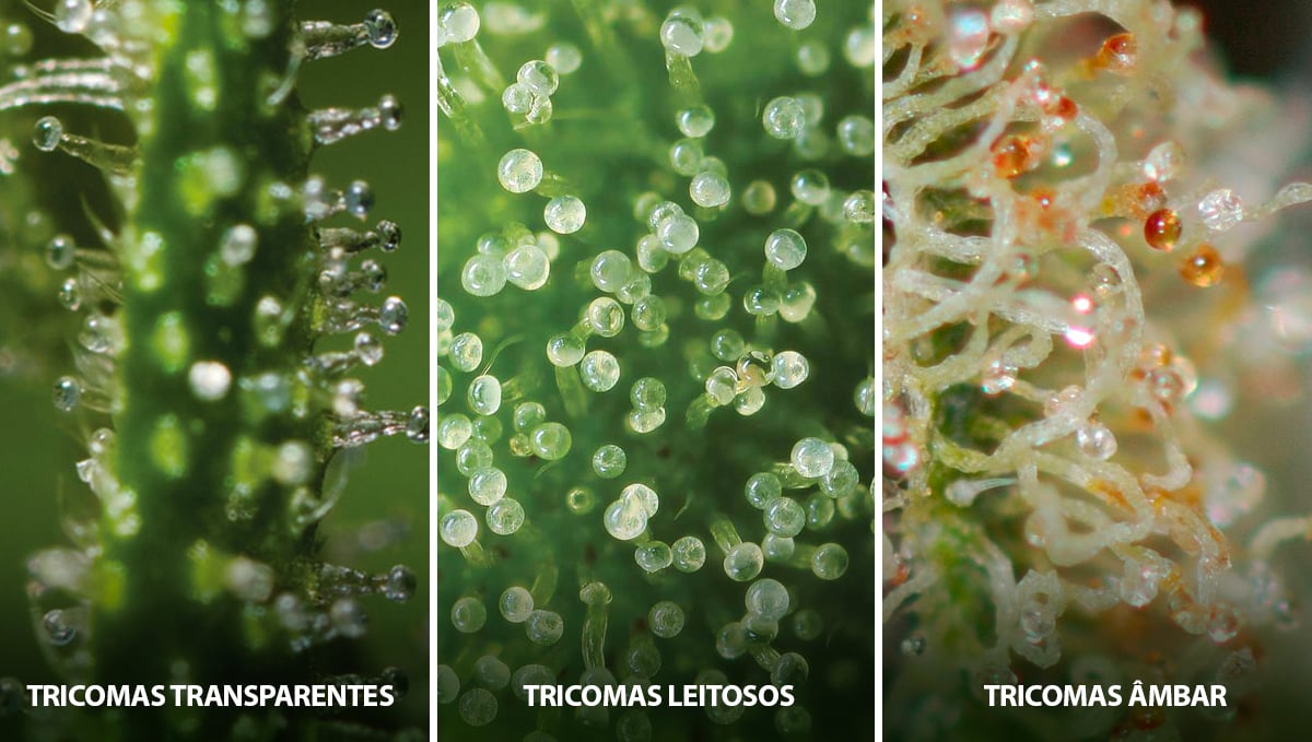 Como colher autoflorescentes: o estado dos tricomas