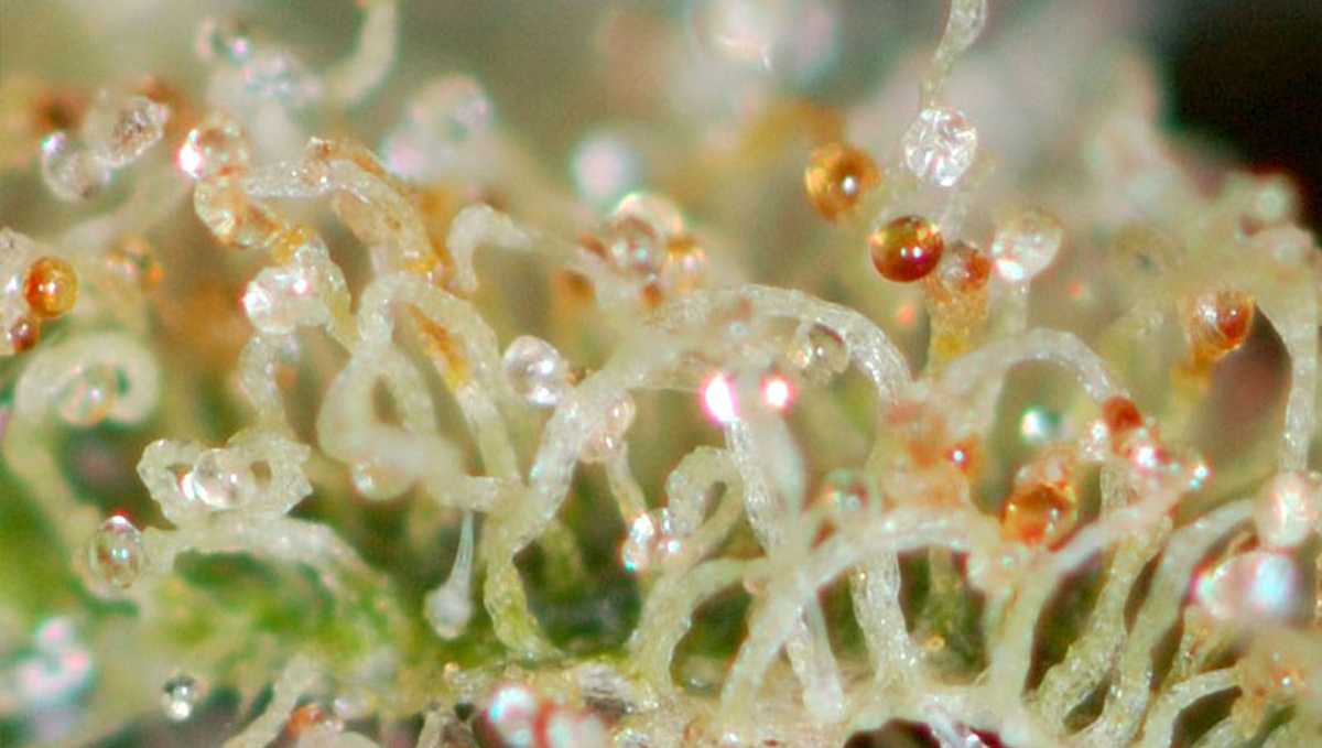 Growing Autoflowering Cannabis Outdoors: supporting plants with tomato wire cages