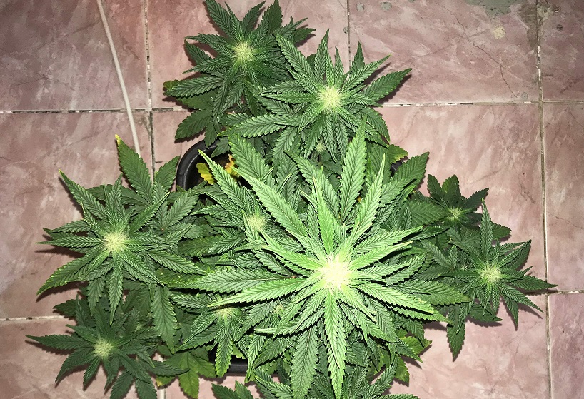 fastbuds week 6 GG by fastclub