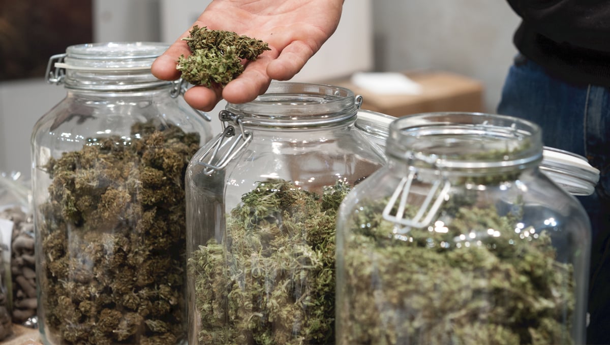 How to harvest autoflowers: the curing process
