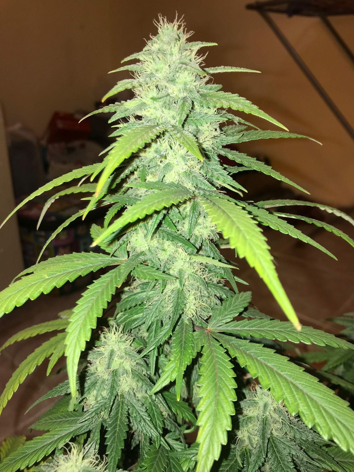 fastbuds GG week 8 by fastclub