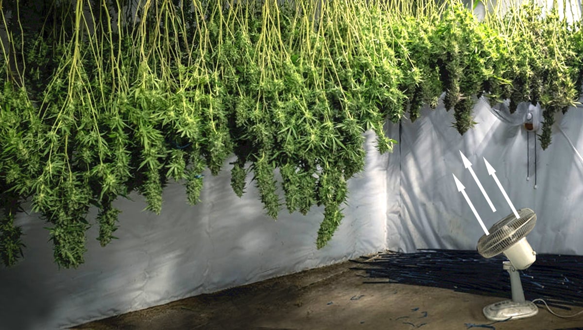 How to dry cannabis: speed drying