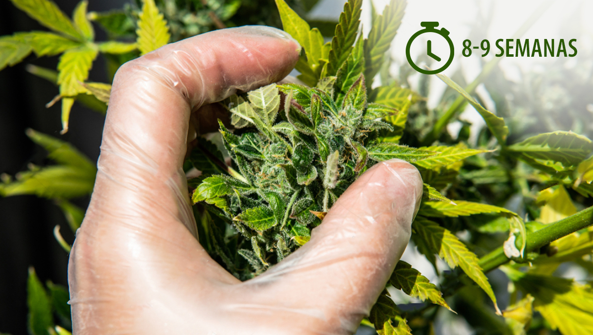 Colher a sua cannabis autoflorescente: calendário